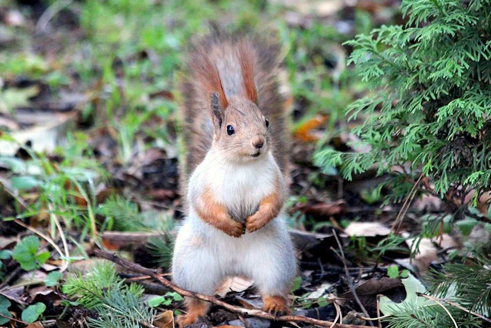 Eichhörnchen Teleutka