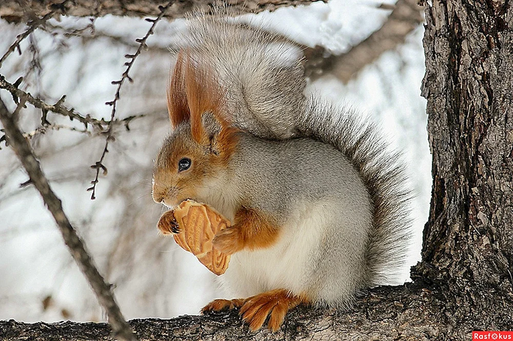 Wintertiere