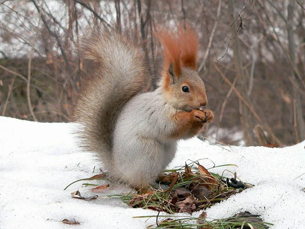 Winter Eichhörnchen Winter