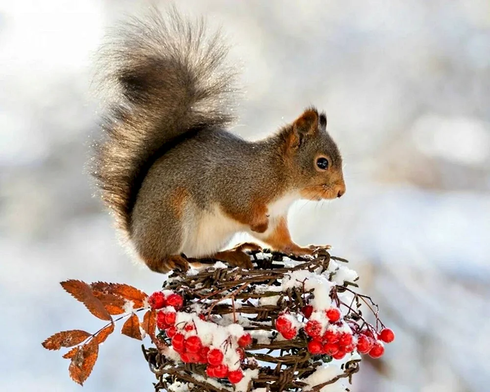 Wintertiere