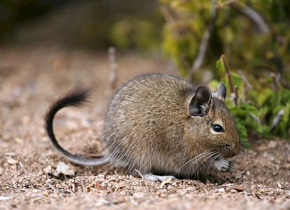 Eichhörnchen degu