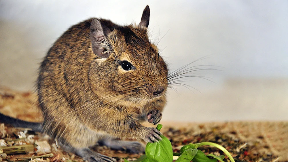 Eichhörnchen degu