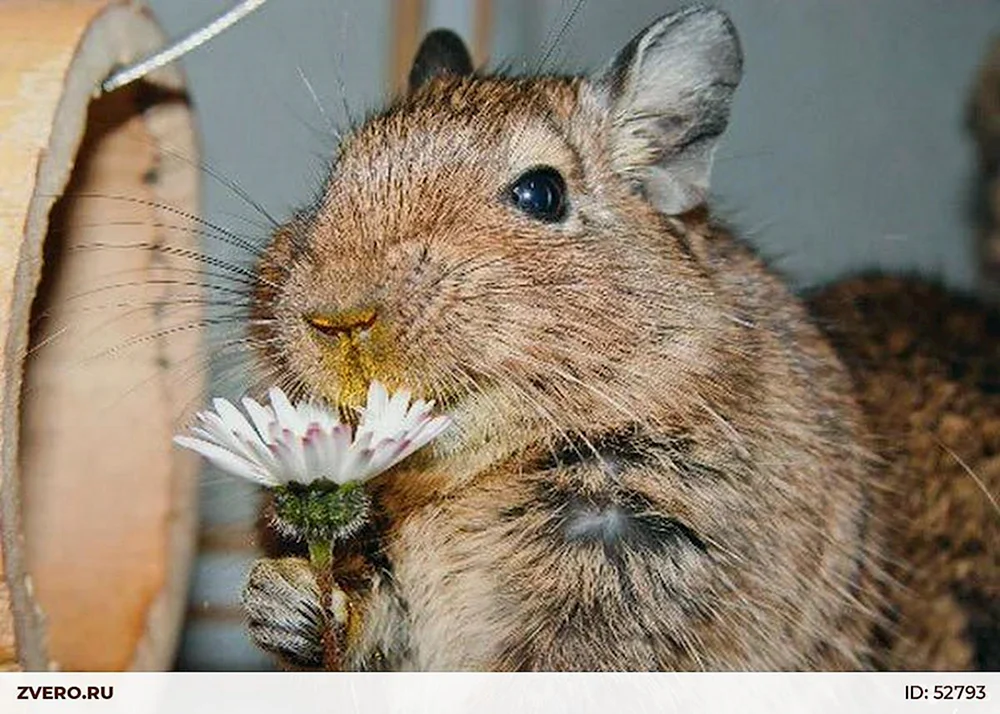 Chilenisches Eichhörnchen degu