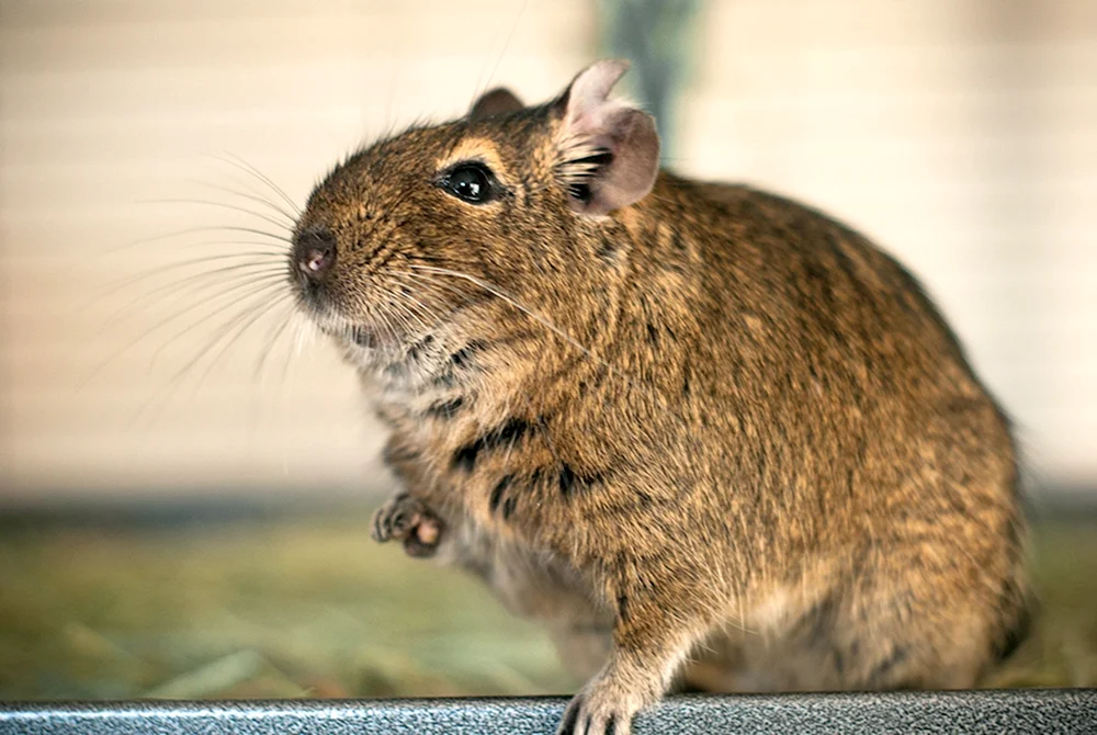 Degu Nagetier