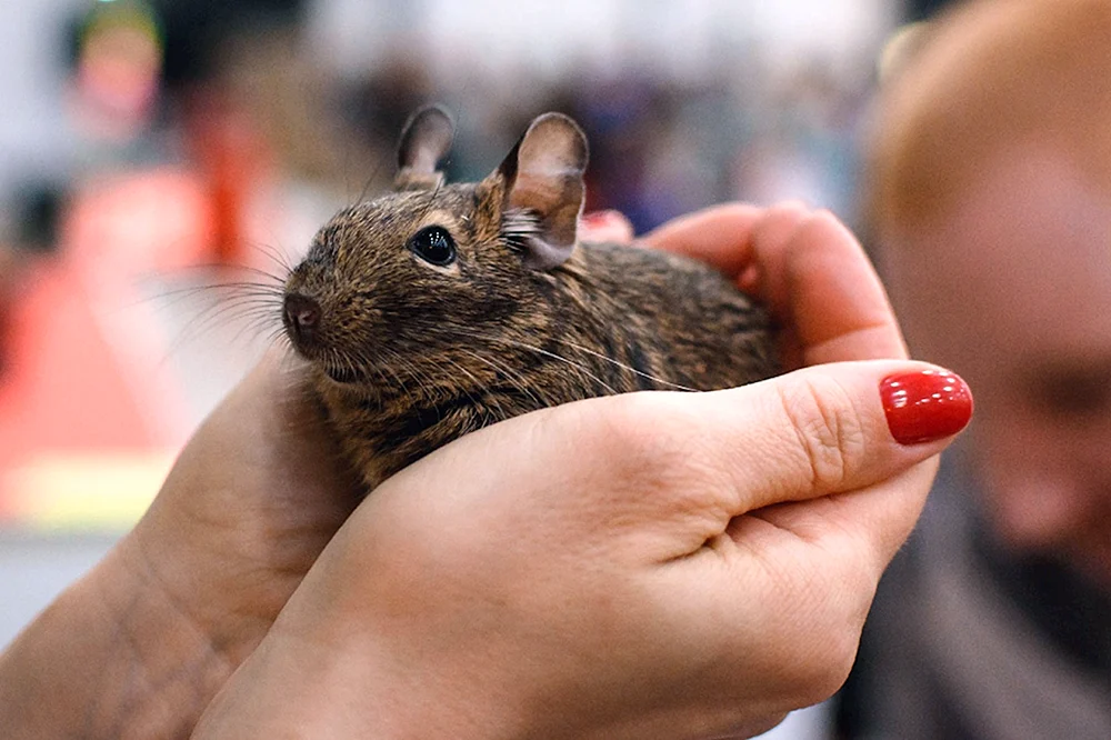 Eichhörnchen degu
