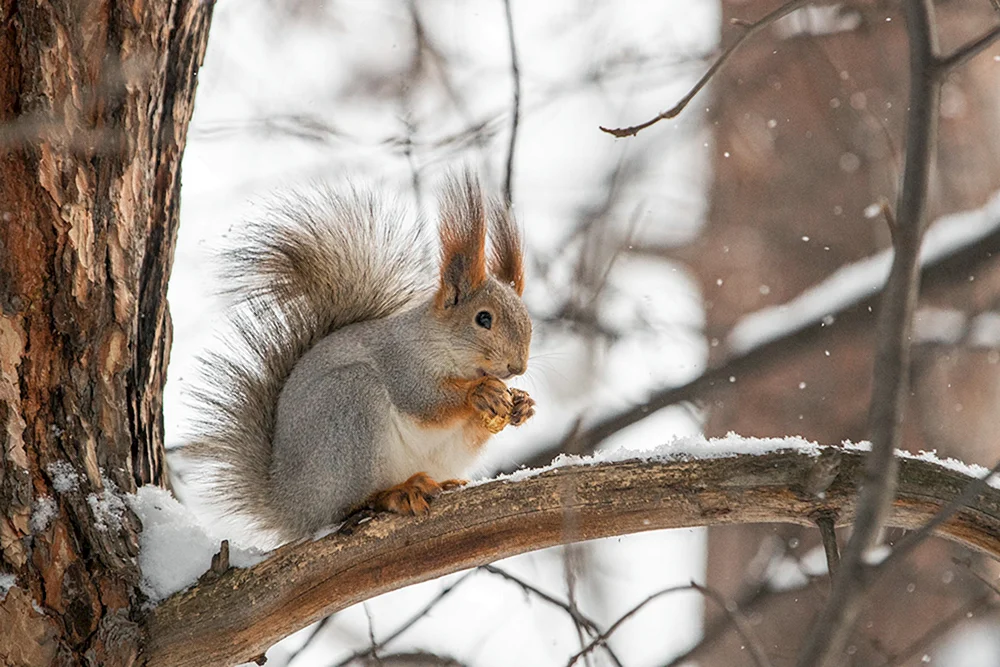 Wintertiere