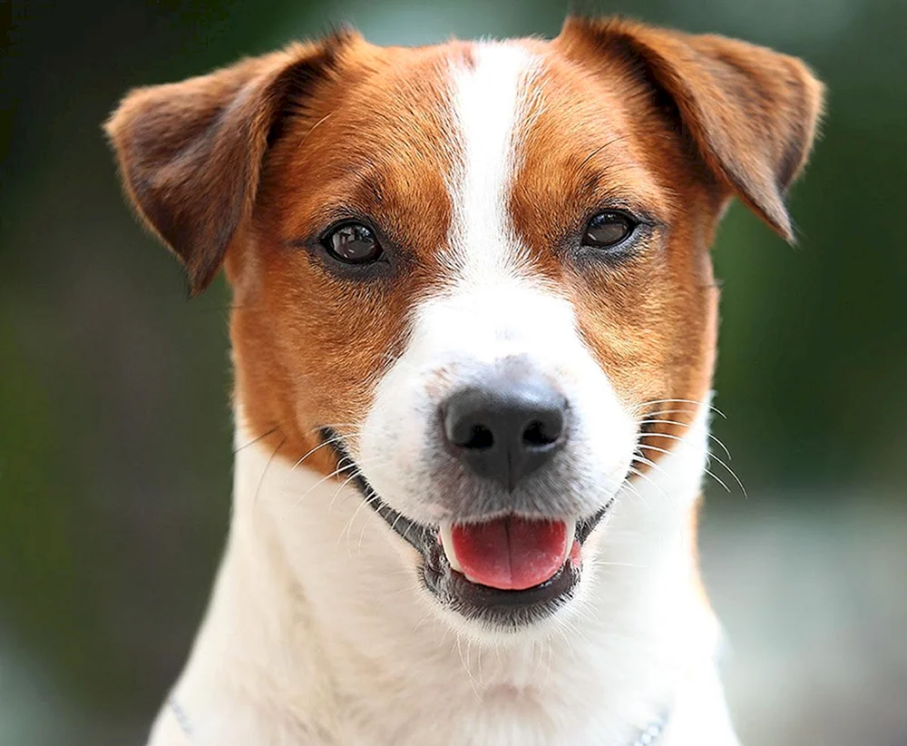 Estischer Jagdhund weiß rot