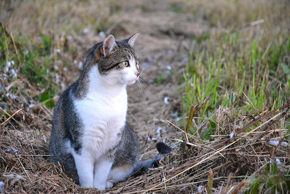 Weiß-grau Katze