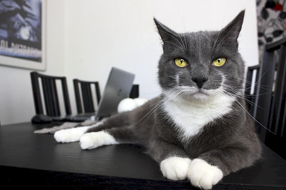 Weiß-grau Katze