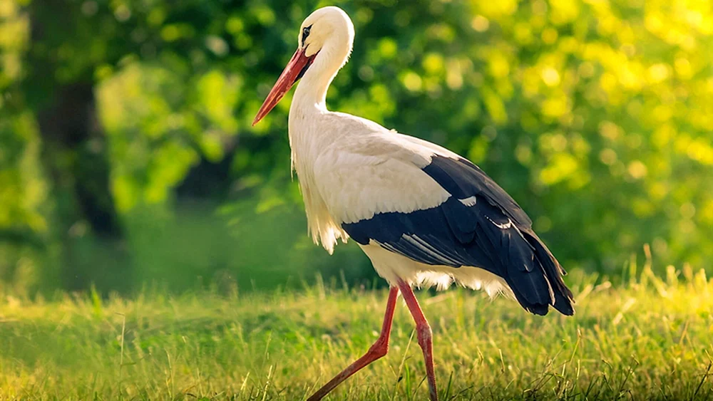 Storch Zugvogel