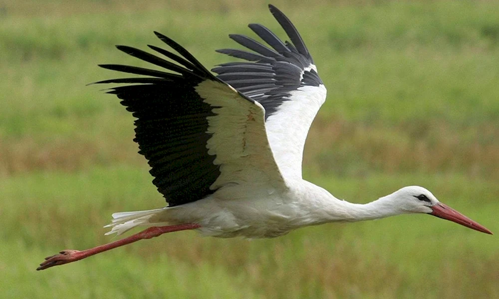 Weißstorch