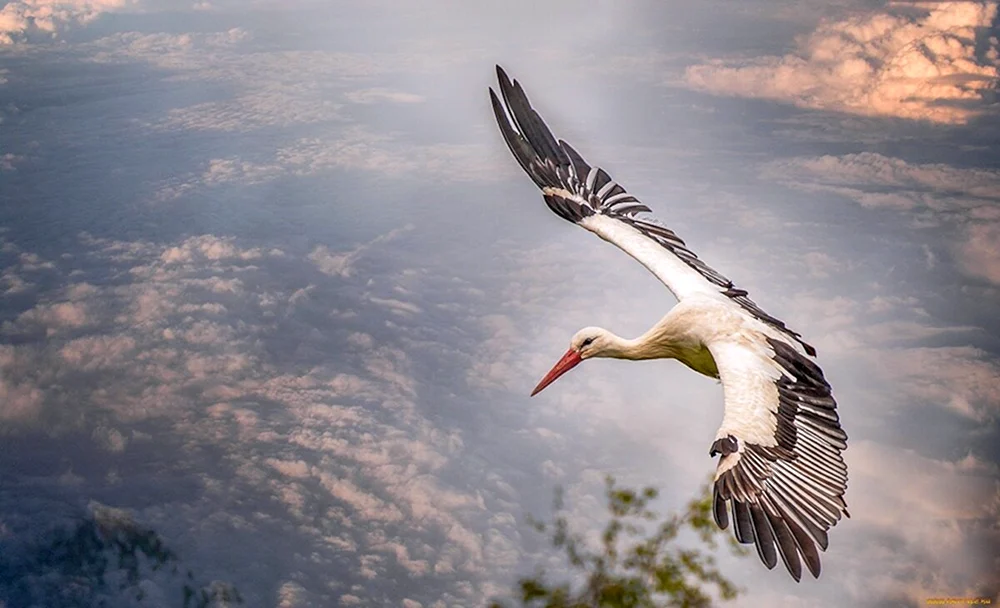 Der Storch und der Kranich