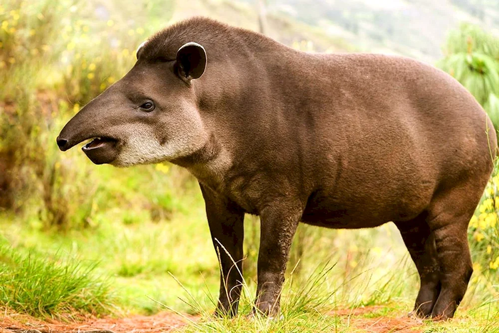 Weißbäuchiger Tapir. Tapir