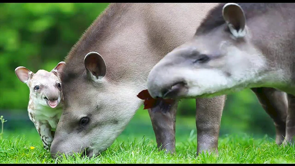 Weißwangentapir