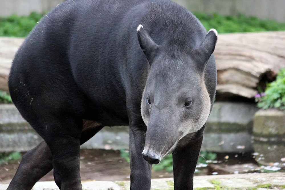 Weichwangentapir Tapir