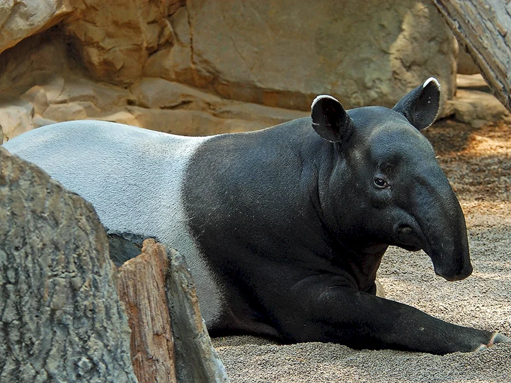 Cheprachischer Tapir