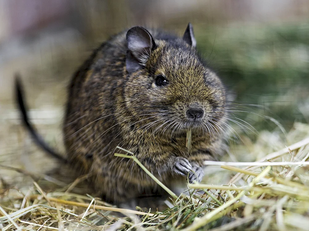 Eichhörnchen degu