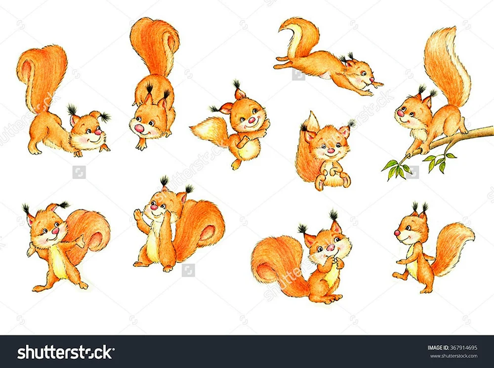 Eichhörnchen Bild