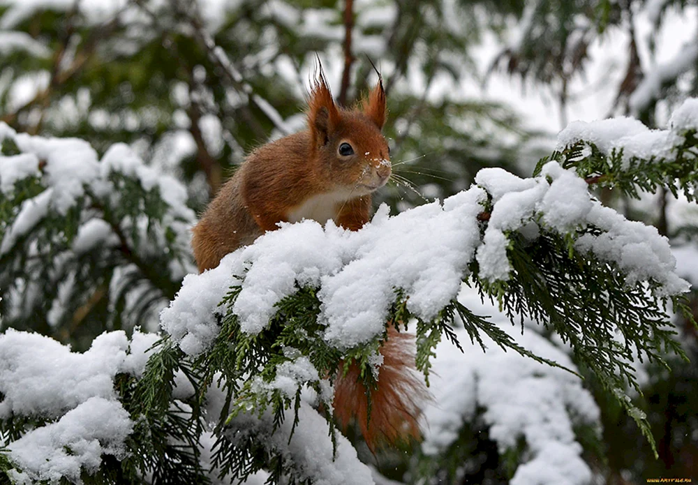 Eichhörnchen im Winter