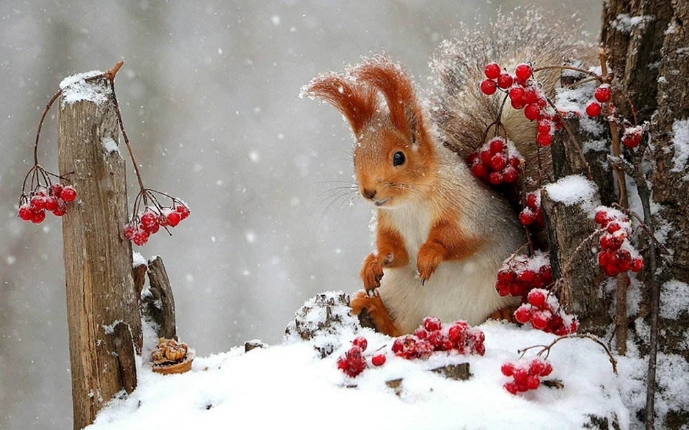 Belochka Winter