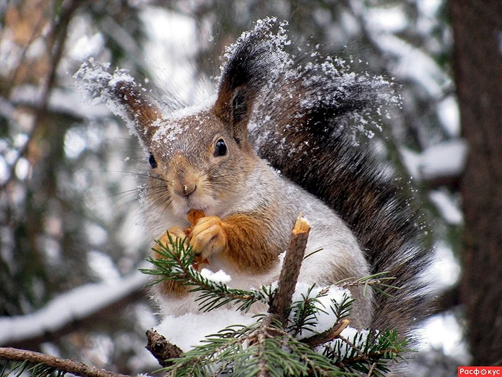 Winter Eichhörnchen Winter