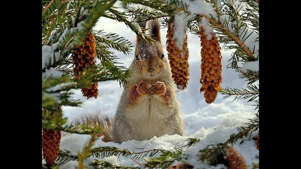 Eichhörnchen im Winter