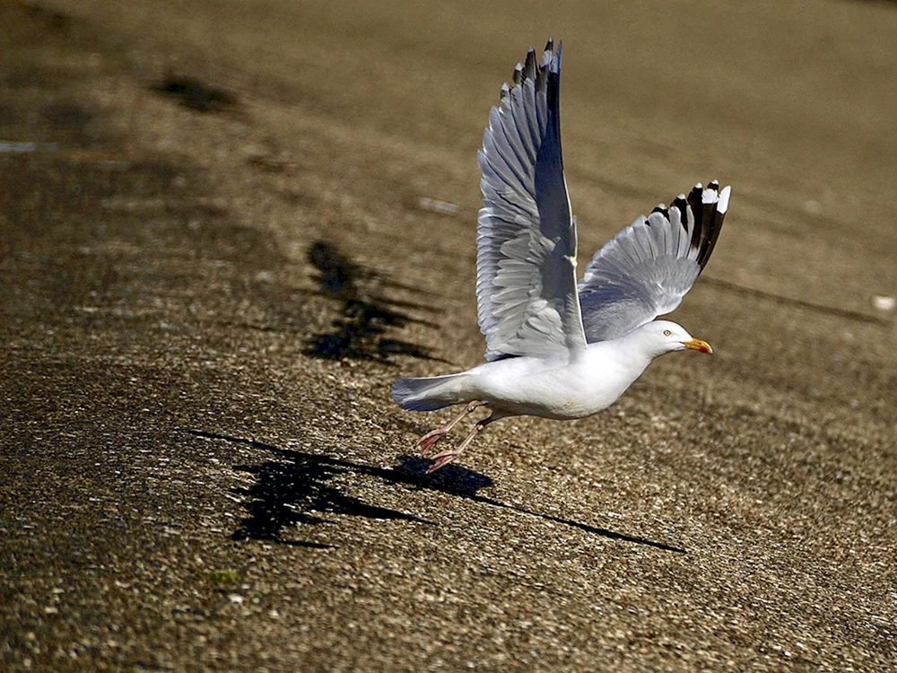 Vogelflug