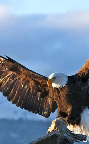Weißkopf-Steinadler