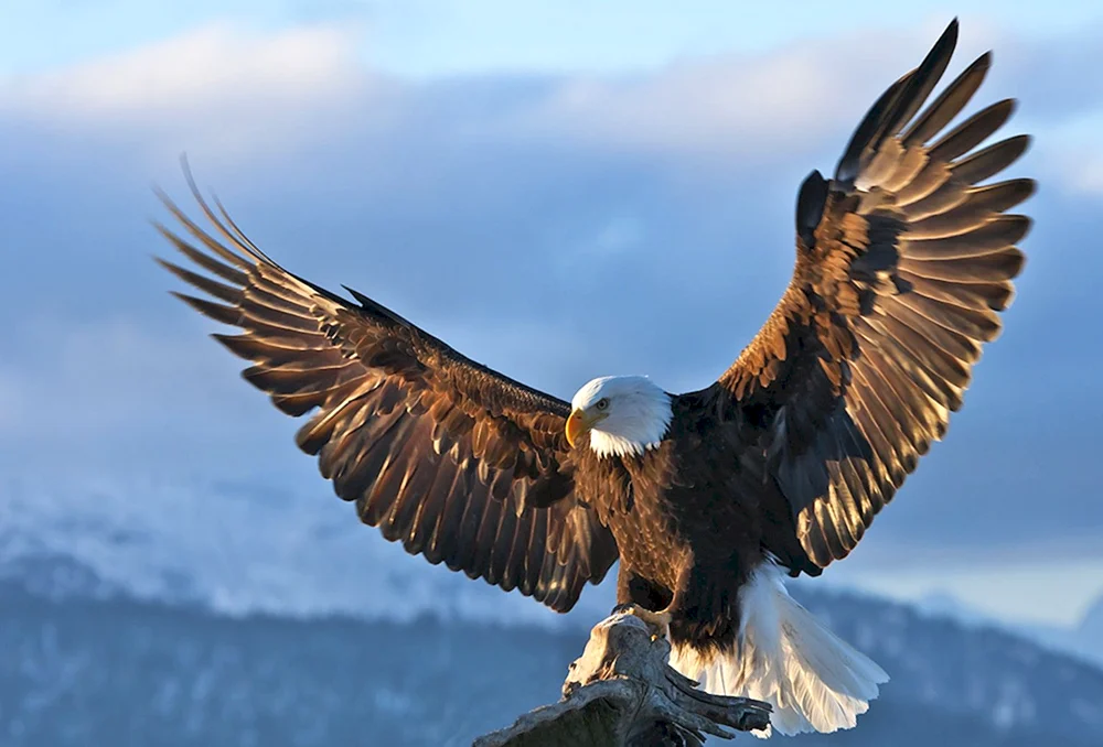 Weißkopf-Steinadler