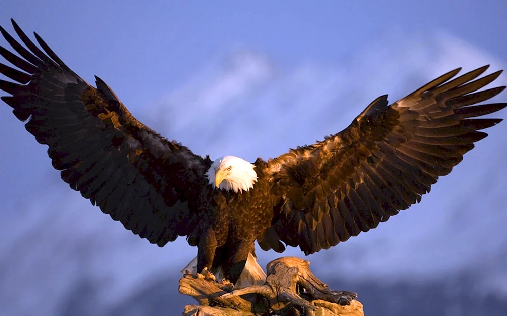 Weißkopf-Steinadler