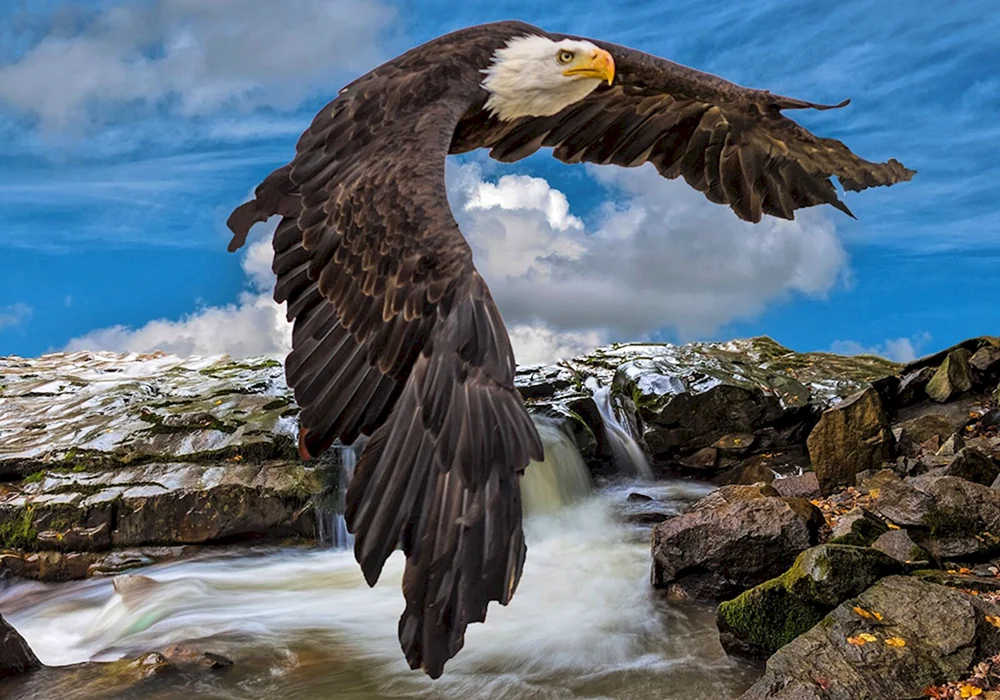 Steinadler