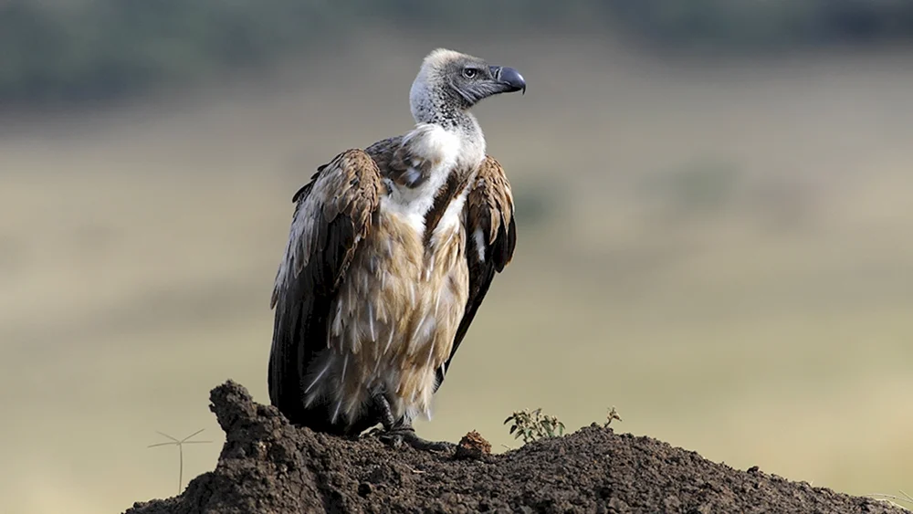 Geier Aasgeier