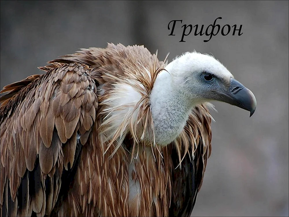 Raubvogel-Aasvogel