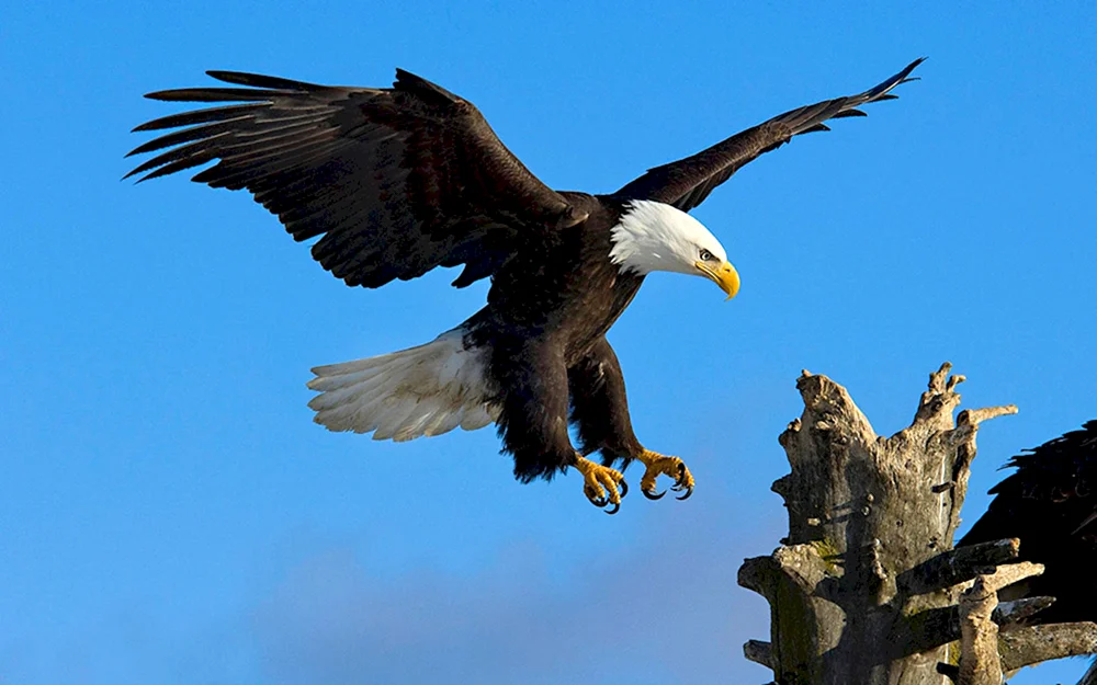 Weißkopf-Steinadler