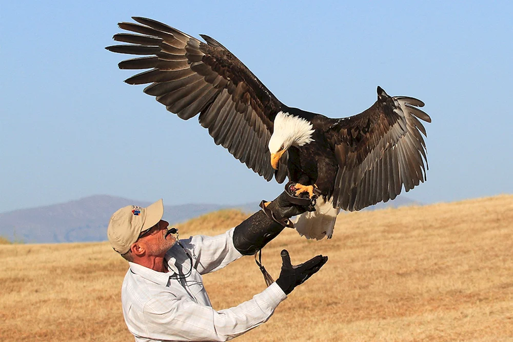 Adler Weißkopfadler