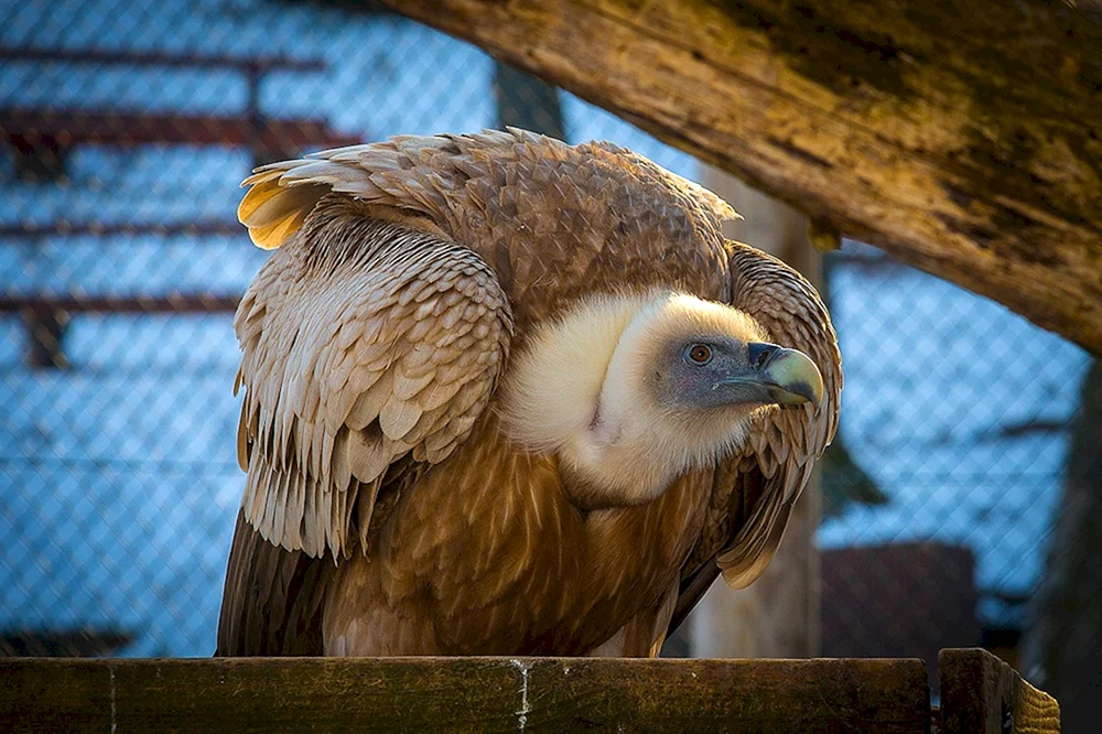 Weißkopf-CIP im Moskauer Zoo