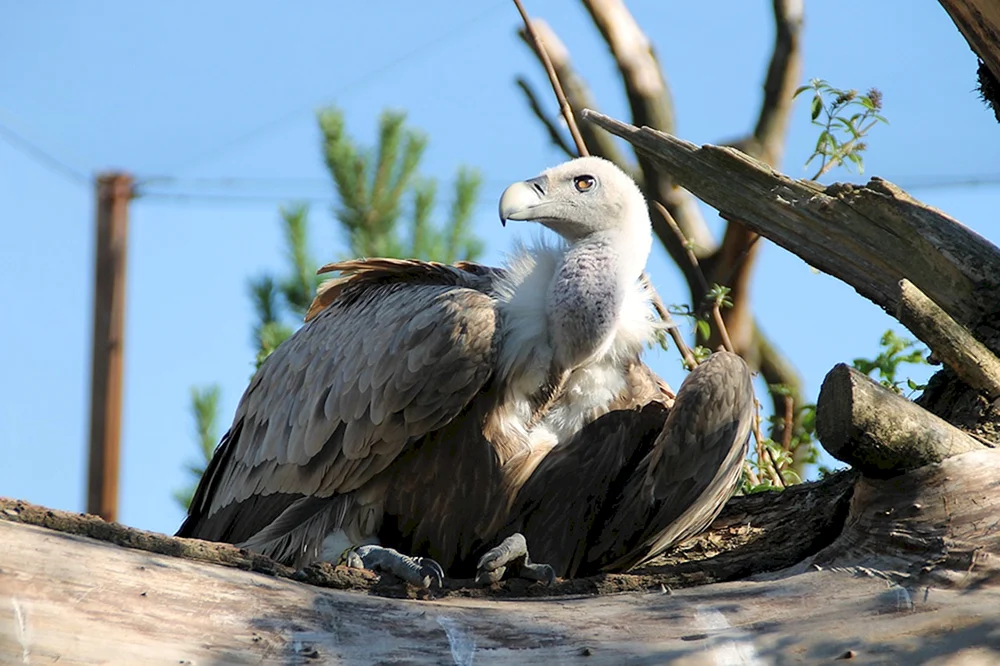 Weißkopf-CIP im Moskauer Zoo