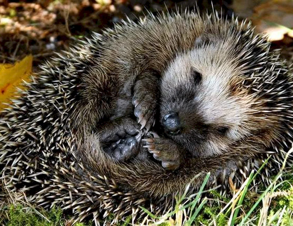 Igel schlafend