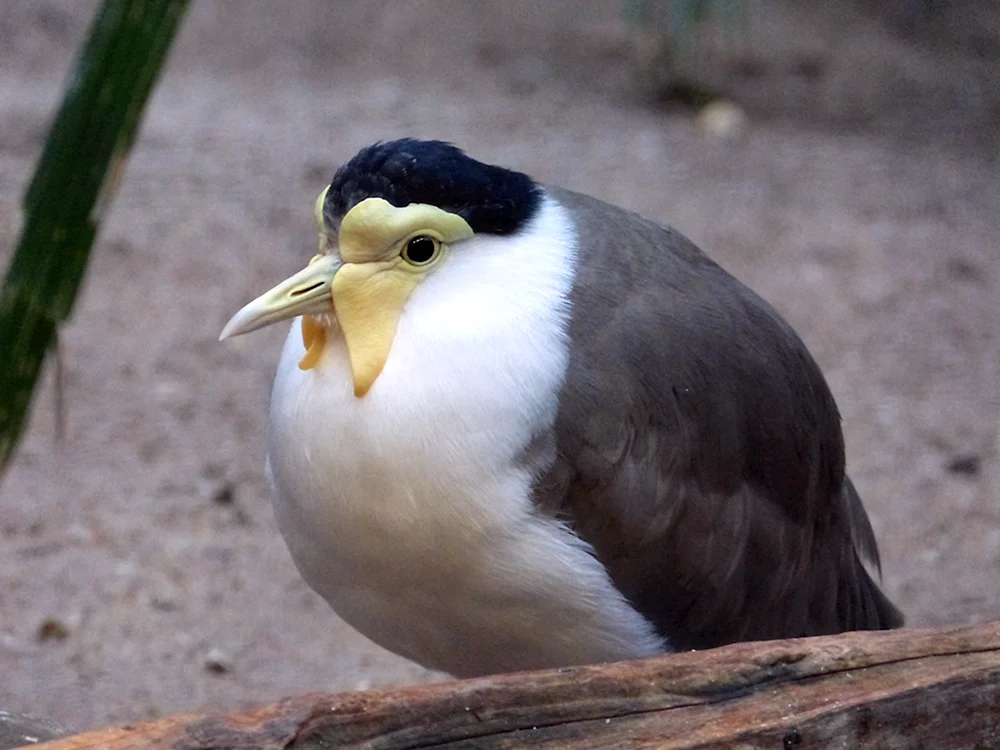 Weißbrusttaube