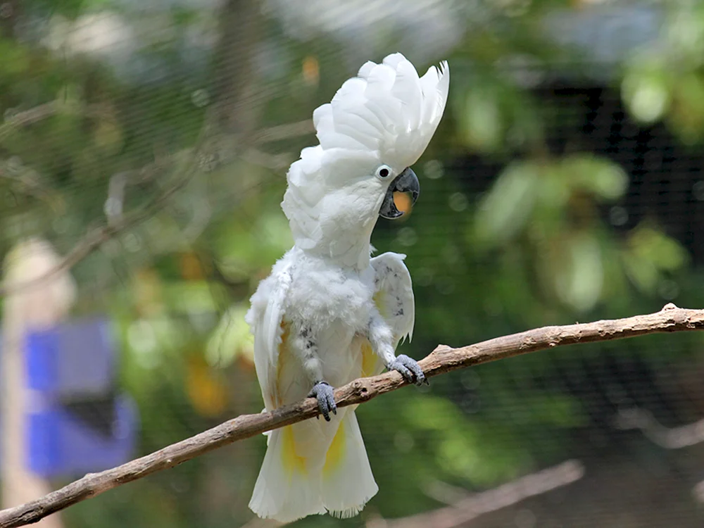 Papagei. Kakadu