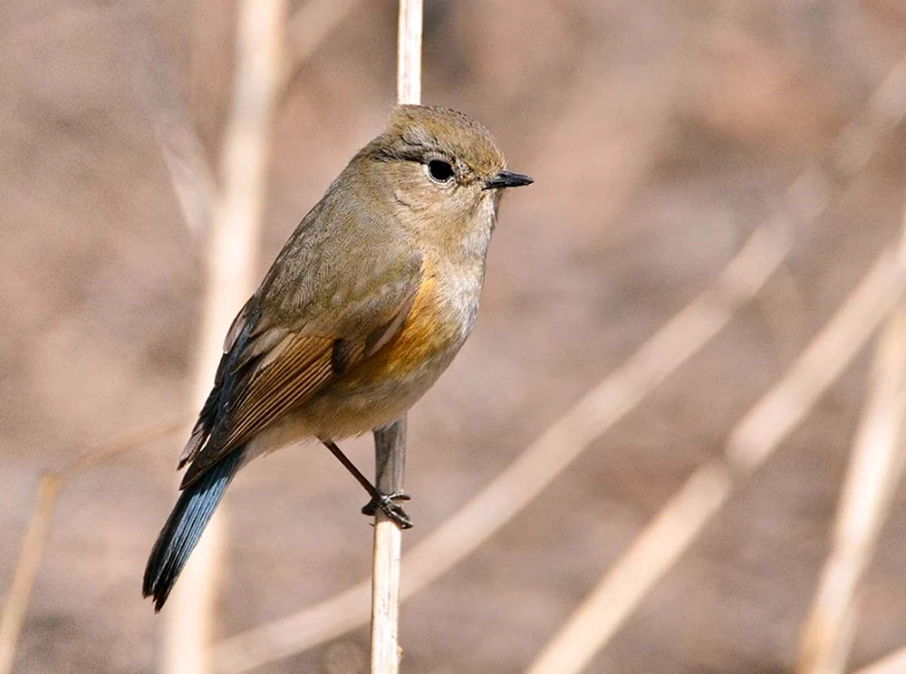 Pfeifvogel Gewöhnlicher Bombycilla garrulus