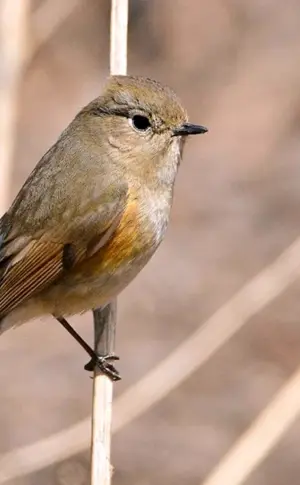 Berglaubsänger