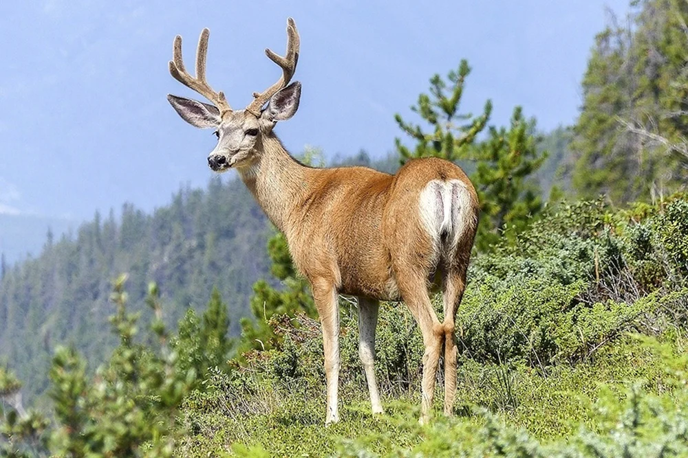 Silberschwanzhirsch Taiga