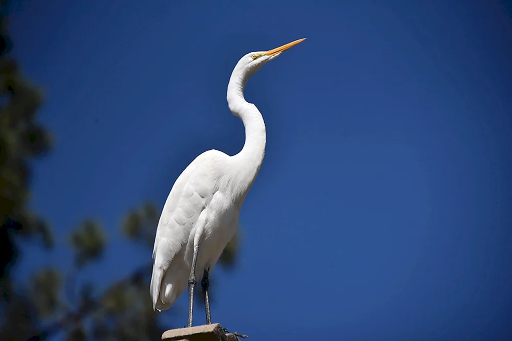 Weißflügelreiher