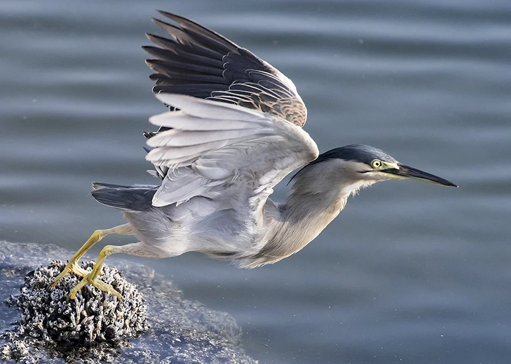 Vogel im Flug