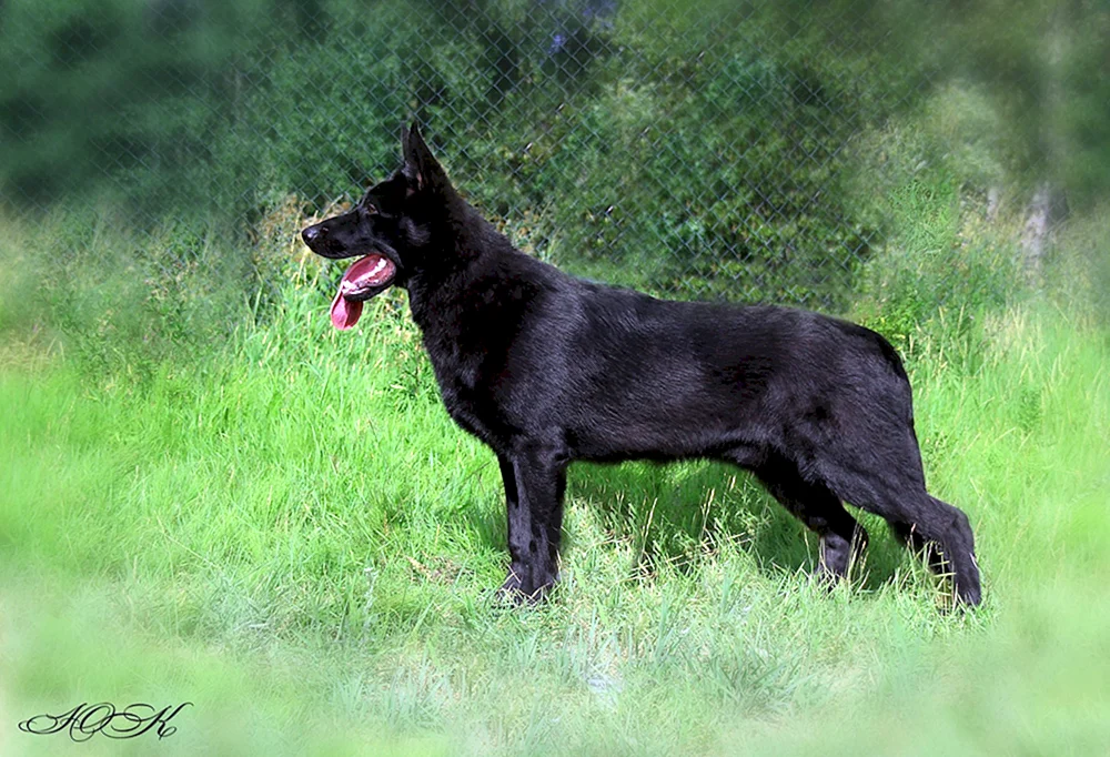 Belorussische Schwarze Schäferhündin