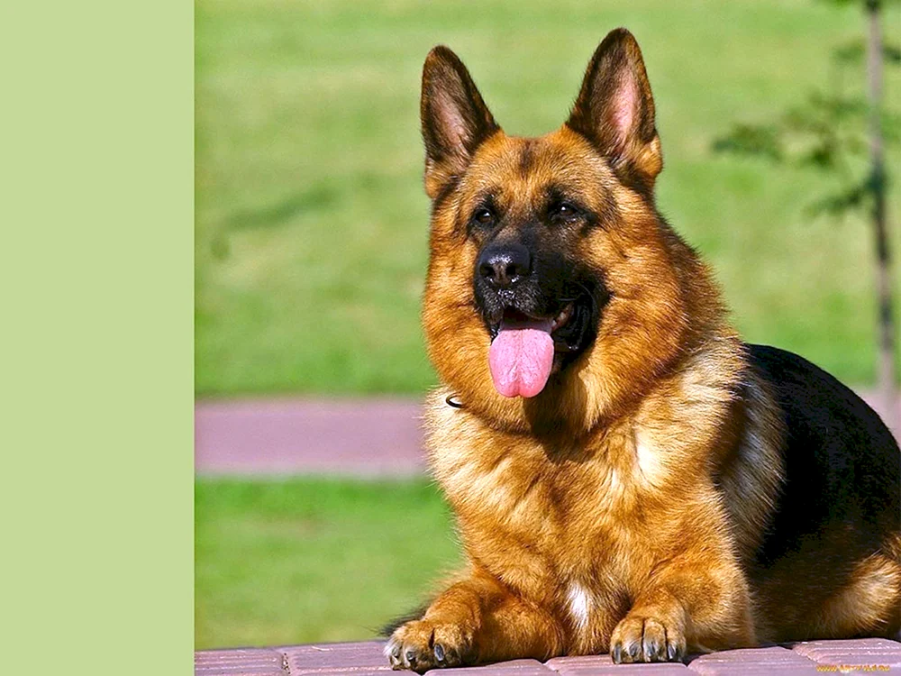 Belorussischer Deutscher Schäferhund