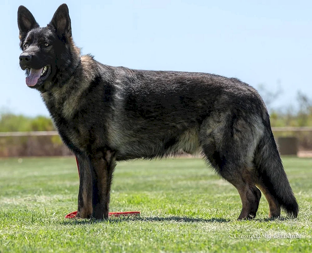 Belorussischer Deutscher Schäferhund
