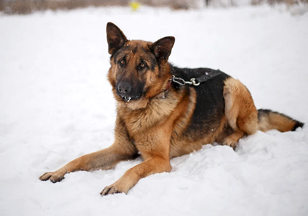 Belorussischer Langohr-Schäferhund
