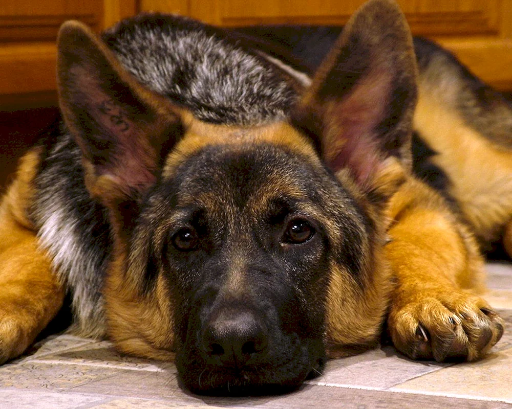 Belorussischer Langohr-Schäferhund